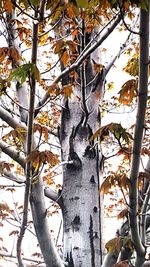 Low angle view of trees during autumn