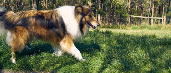 Dog standing on grassy field