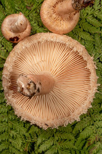 mushroom