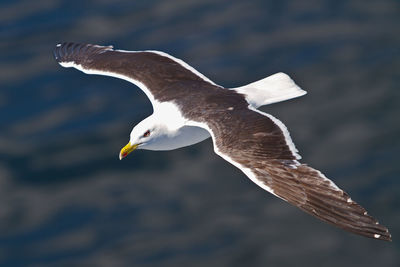 High angle view of seagull flying