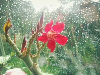 Close-up of red flowers