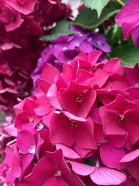 Close-up of pink flowers