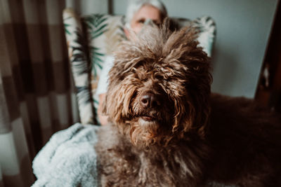 Portrait of dog sitting at home