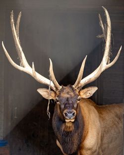 Portrait of deer