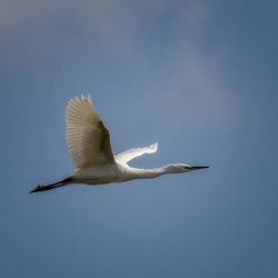 Low angle view of seagull flying in sky