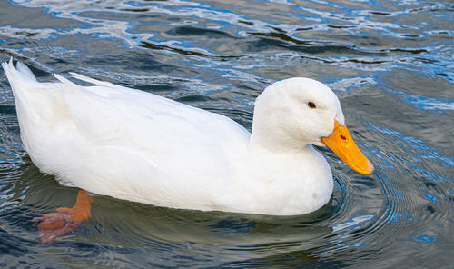 Large white pekin peking aylesbury american heavy single white duck water fowl low level close up 