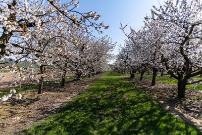 Cherry blossoms in spring against sky