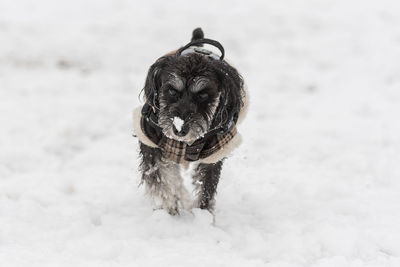 Dog on snow covered land