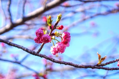 Close-up of cherry blossoms in spring