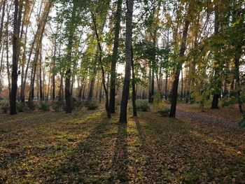 Trees in forest during autumn