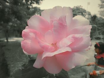 Close-up of pink rose blooming outdoors