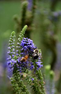 A honey bee and a bumblebee sharing a purple flower