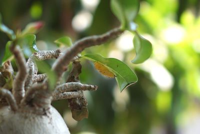 Close-up of plant growing on tree