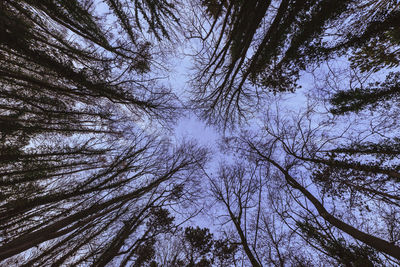 Low angle view of trees in forest