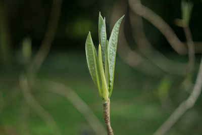 Close-up of plant growing on field