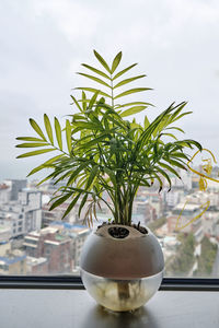 Close-up of potted plant on table