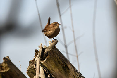 Low angle view of bird perching on wood against sky