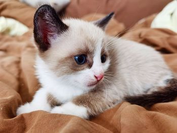 Close-up portrait of a cat