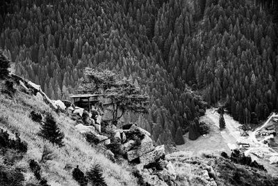 High angle view of pine trees on a valley