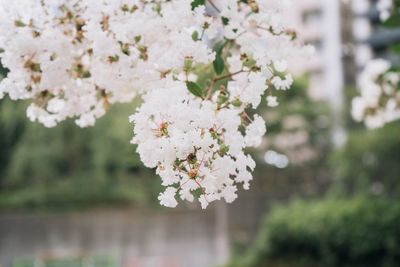 Close-up of white cherry blossom tree