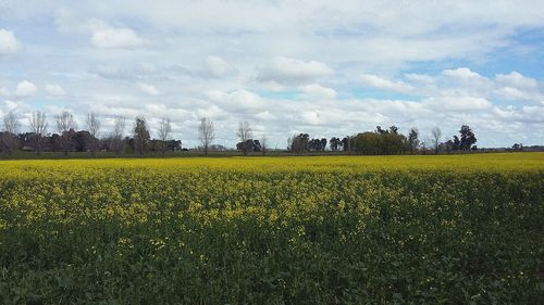 Yellow flowers growing in field