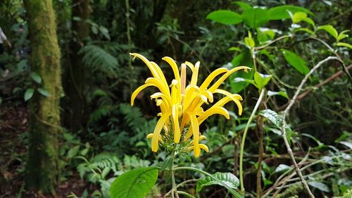 Close-up of yellow flower