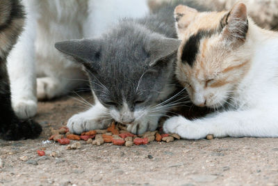 Close-up of cat resting