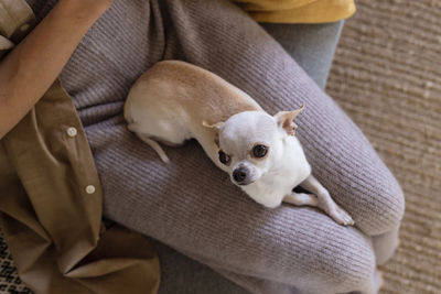 Close-up of dog