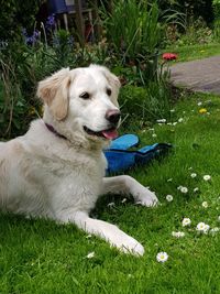 High angle view of dog on field