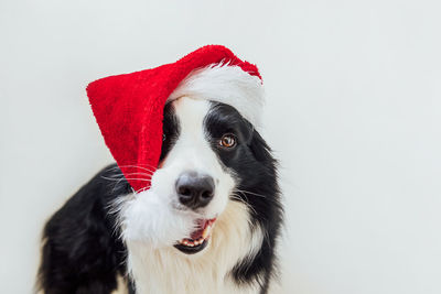 Funny cute puppy dog border collie wearing christmas red santa hat isolated on white background
