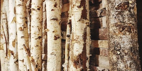 Detail shot of tree trunk