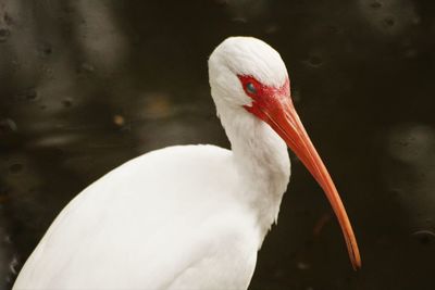 Close-up of american white ibis