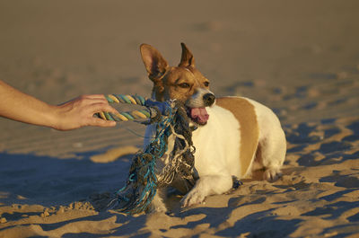 Midsection of person with dog on sand at beach