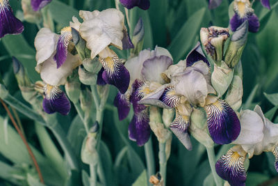 Close-up of wilted flowers