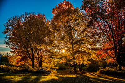 Trees on landscape against clear sky