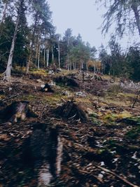 Trees in forest against sky