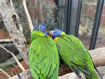 Two lori parrots kiss at the zurich zoo in switzerland after feeding