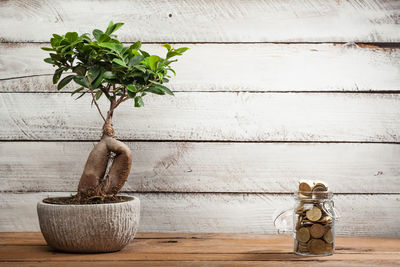 Potted plant on table against wall