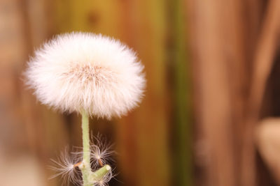 Close-up of dandelion flower