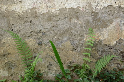 Close-up of plants against wall