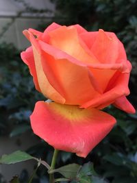 Close-up of red rose