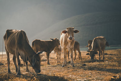 Horses on field