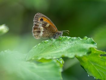 Close-up of butterfly on leaf