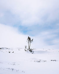 Plants on snow covered field against sky