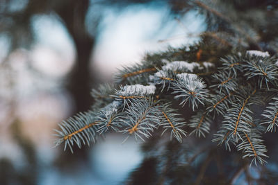 Close-up of pine tree during winter