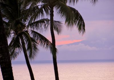 Palm tree by sea against sky at sunset