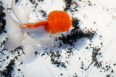 Oranda goldfish swimming in an improvised fish tank