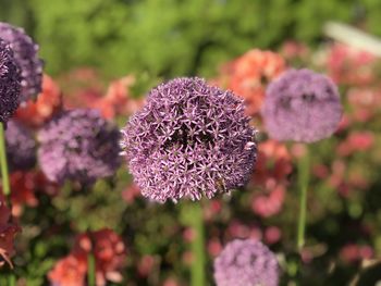 Close-up of pink flowering plant in park