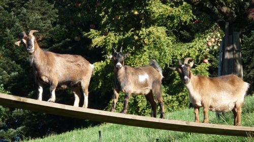 Goats on plank over grassland