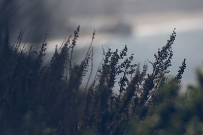 Close-up of plants against sky during winter